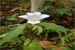 Barleria courtallica